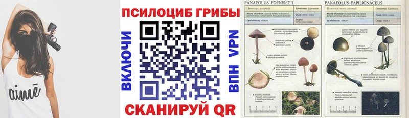 где купить наркоту  Горячий Ключ  Псилоцибиновые грибы мицелий 